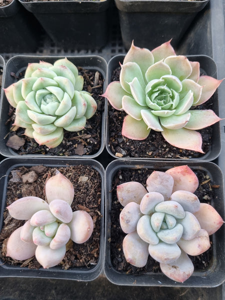 *GLGhybrid(1-913) Special hybrid pack of 4