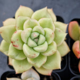 *GLGhybrid(1-504) Special hybrid pack of 4