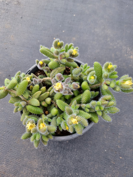 11cm pot Delosperma Echinatum 雷童11cm盆