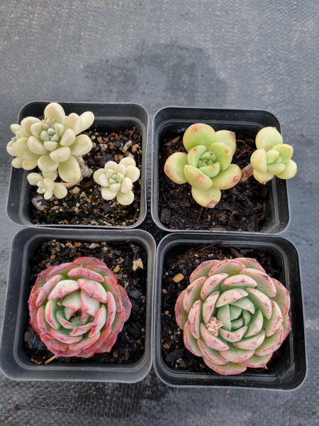 *GLGhybrid(1-1148) Special hybrid pack of 4