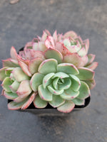 *GLGhybrid(1-928) Echeveria Reglensis hybrid 红颜杂