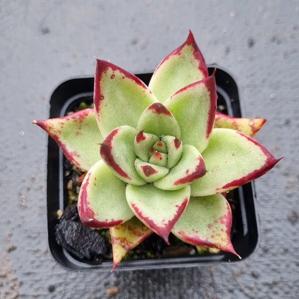 *GLGhybrid(1-1595) Echeveria agavoides Ebony hybrid 乌木杂