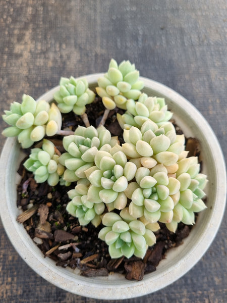 *GLGhybrid(2-290) Graptopetalum Mendozae hybrid 丸姬杂