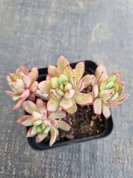 *GLGhybrid(1-1307) Echeveria Ballsii Hybrid 灰姑娘杂