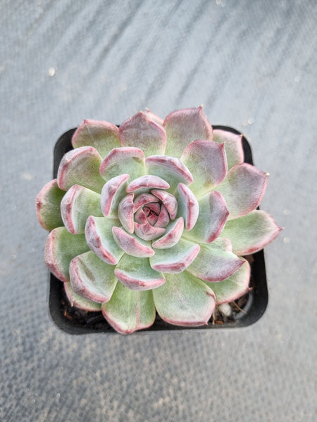 *GLGhybrid(1-1378) Echeveria 'Bloody Maria' hybrid 血色玛丽亚杂