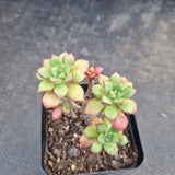 Echeveria Supia 酥皮鸭