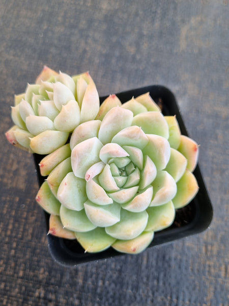 *GLGhybrid(1-1253) Echeveria Elegans 'Alba' hybrid 白月影杂