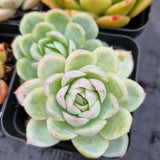 *GLGhybrid(1-507) Special hybrid pack of 4