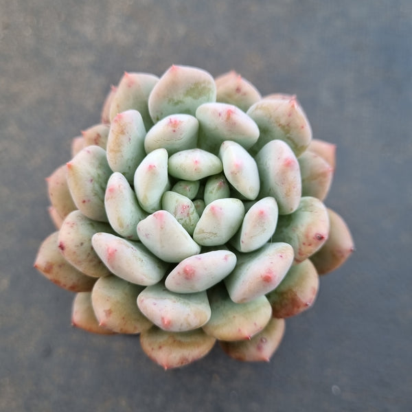 *GLGhybrid(1-1635) Pachyveria Elaine hybrid 香水杂