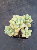 Sedum Treleasei 天使之泪