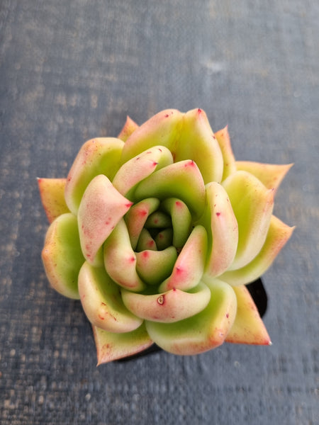 *GLGhybrid(1-1276) Echeveria Agavoides Amestro hybrid 野马冬云杂