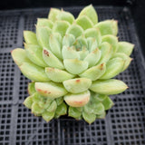 *GLGhybrid(1-172) Echeveria Elegans 'Alba' hybrid 白月影杂