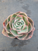 Echeveria Davinci code 达芬奇密码