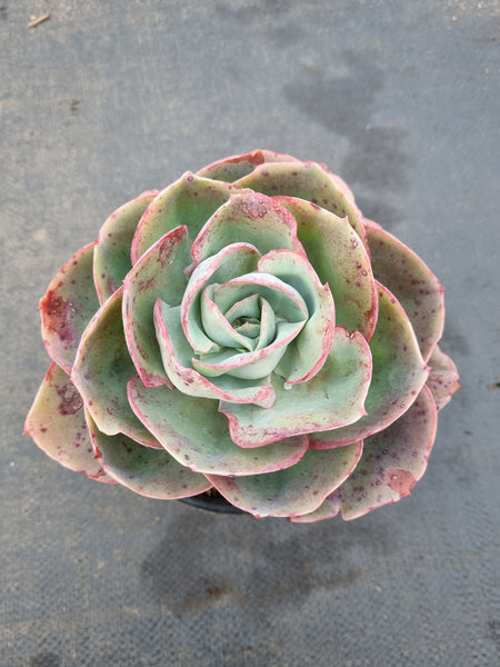 Echeveria Davinci code 达芬奇密码