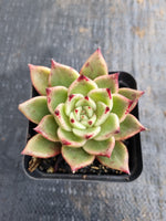 *GLGhybrid(1-623) Echeveria cuspidata var. Zaragozae hybrid 黑爪杂