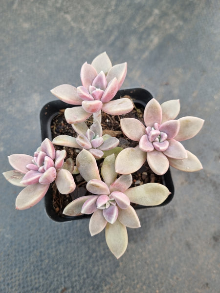 *GLGhybrid(1-1061) Graptopetalum Mendozae X Echeveria brown Sugar 丸姬杂红糖