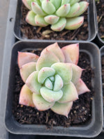 *GLGhybrid(1-907) Special hybrid pack of 4