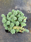 Sedum Dasyphyllum 'Major' 璇叶姬星美人