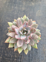 *GLGhybrid(1-1297) Echeveria Puebla hybrid 普埃布拉杂