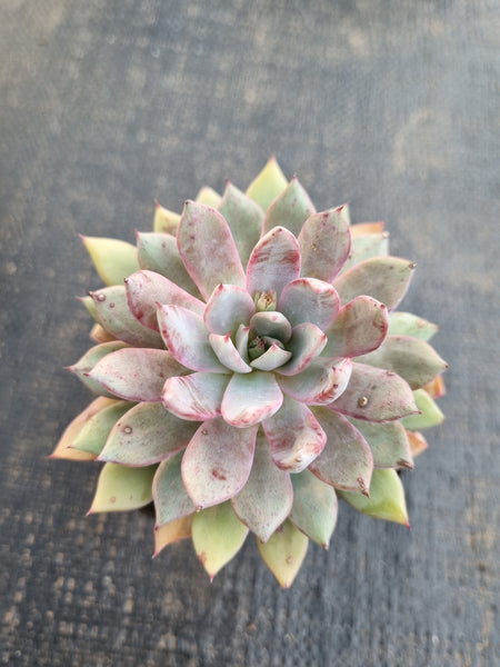 *GLGhybrid(1-1297) Echeveria Puebla hybrid 普埃布拉杂