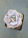 Graptopetalum Superbum x Laui 华雪/Graptoveria pink laui 粉雪莲