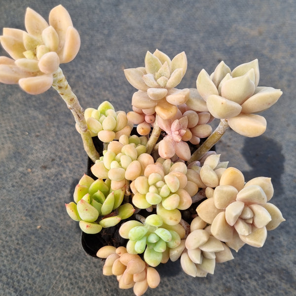 *GLGhybrid(1-1667) Assorted Succulents