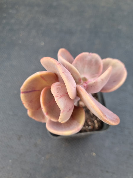 *GLGhybrid(1-1069) Echeveria hybrid