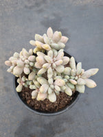11cm pot Cremneria Expatriata Cristata 醉美人11cm 盆