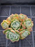 *GLGhybrid(1-563) Echeveria Elegans 'Alba' hybrid 白月影杂