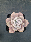Graptopetalum Superbum x Laui 华雪/Graptoveria pink laui 粉雪莲