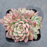 *GLGhybrid(1-518) Echeveria Sierra hybrid 爱斯诺杂
