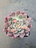 Echeveria 'Frosty Bloom' (霜花 E. prolifica hybrid)