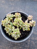 *GLGhybrid(2-330) Echeveria Ballsii Hybrid 灰姑娘杂