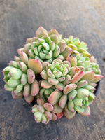 *GLGhybrid(2-293) Echeveria Sierra Hybrid 爱斯诺杂
