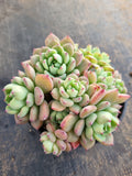 *GLGhybrid(2-293) Echeveria Sierra Hybrid 爱斯诺杂