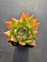 *GLGhybrid(1-342) Echeveria cuspidata var. Zaragozae hybrid 黑爪杂