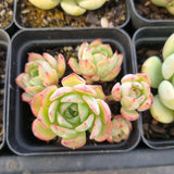 *GLGhybrid(1-1691) Special hybrid pack of 4