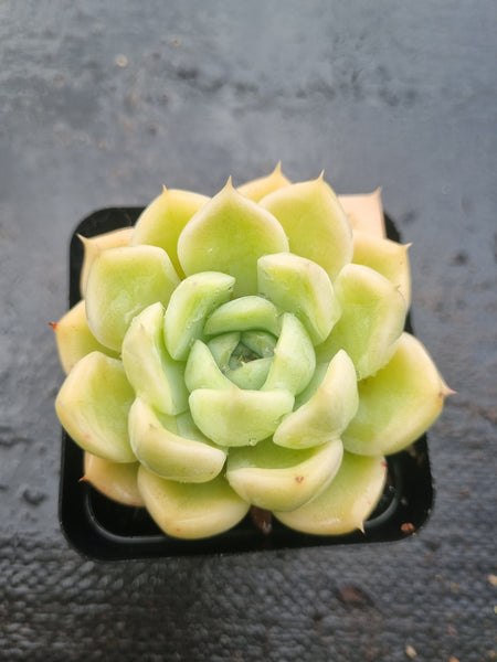 *GLGhybrid(1-1462) Echeveria Elegans 'Alba' hybrid 白月影杂