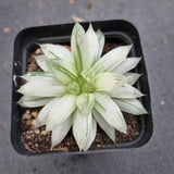 Haworthia Silver Swirls  白斑玉露