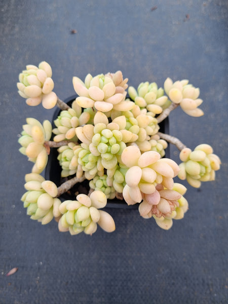9cm pot Sedum Clavatum R. T. Clausen 凝脂莲