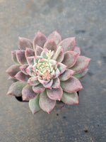 Echeveria 'Frosty Bloom' (霜花 E. prolifica hybrid)