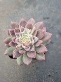 Echeveria 'Frosty Bloom' (霜花 E. prolifica hybrid)
