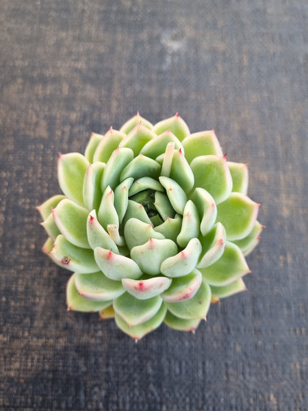 *GLGhybrid(1-1242) Echeveria cuspidata var. Zaragozae hybrid 黑爪杂