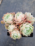Echeveria Icy Beauty 冰美人