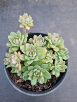 *GLGhybrid(2-302) Echeveria Ballsii Hybrid 灰姑娘杂
