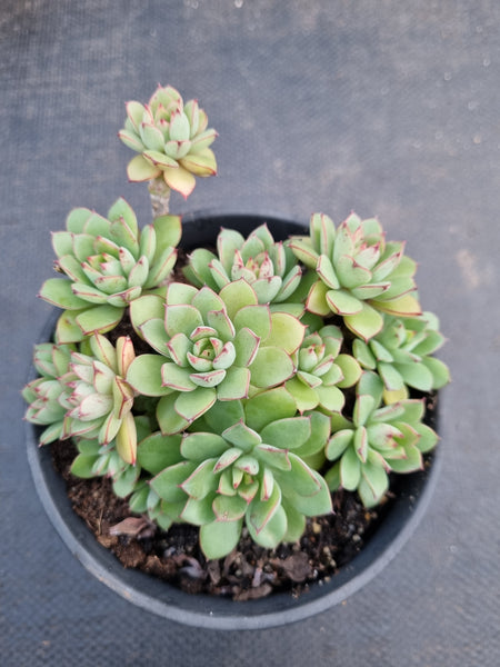 *GLGhybrid(2-302) Echeveria Ballsii Hybrid 灰姑娘杂