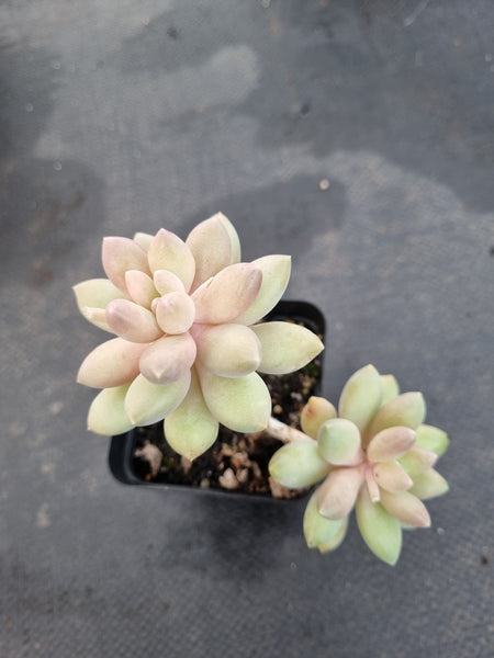 *GLGhybrid(1-1160) Pachyphytum Baby Finger hybrid 婴儿手指杂