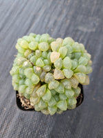 Haworthia cooperi