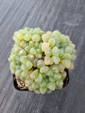Haworthia cooperi