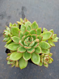 *GLGhybrid(1-590) Echeveria Ballsii Hybrid 灰姑娘杂